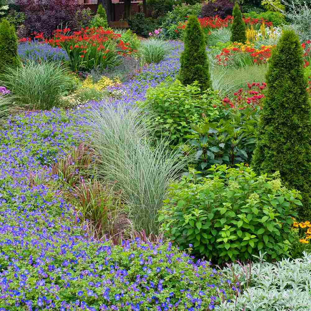 Ciocul Berzei Geranium Rozanne, tarator cu flori albastre-mov