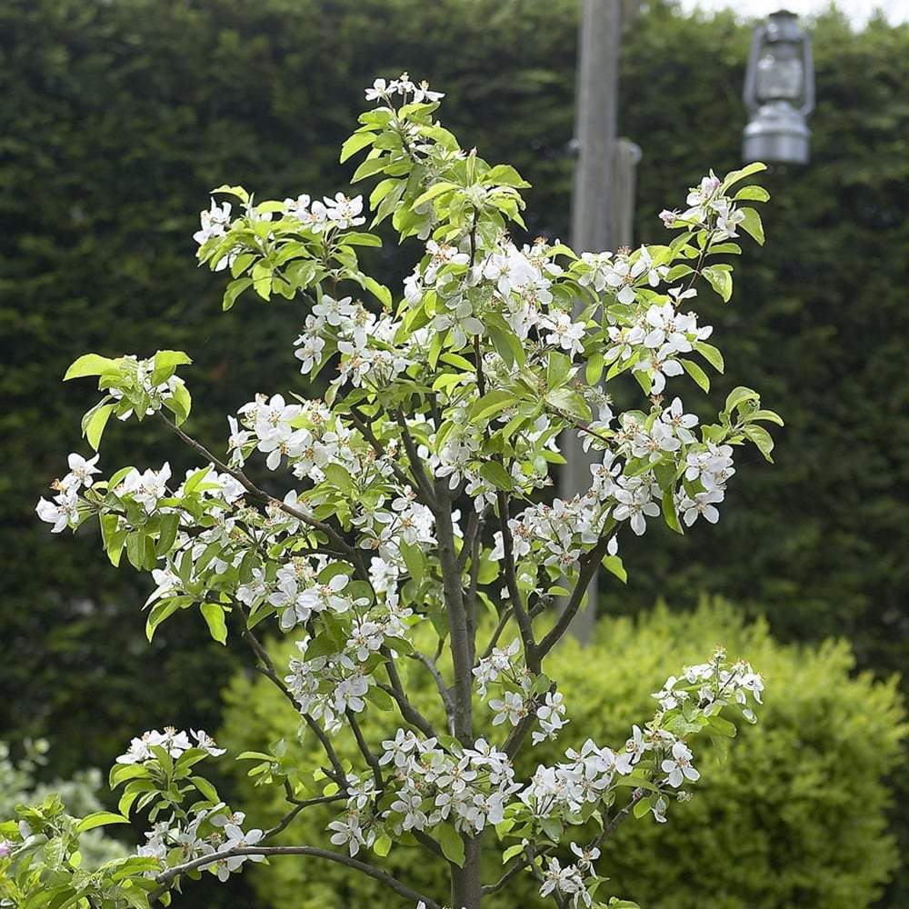 Cires Dulce (Prunus Avium) Stella, cu fructe dulci rosii-inchis