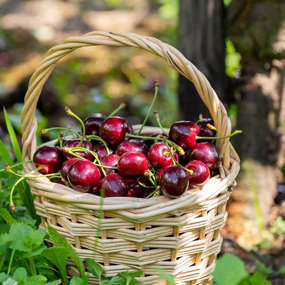Cires Dulce (Prunus Avium) Stella, cu fructe dulci rosii-inchis