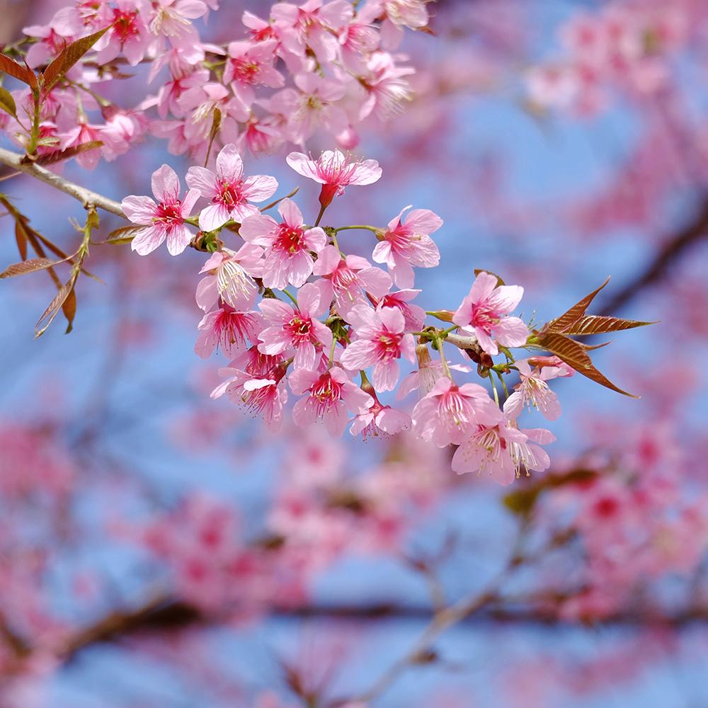 Cires Dulce (Prunus Avium) Stella, cu fructe dulci rosii-inchis
