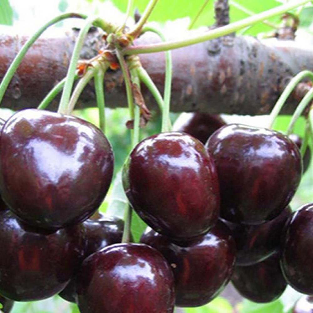 Cires Dulce (Prunus Avium) Kordia, cu fructe dulci rosii-inchis