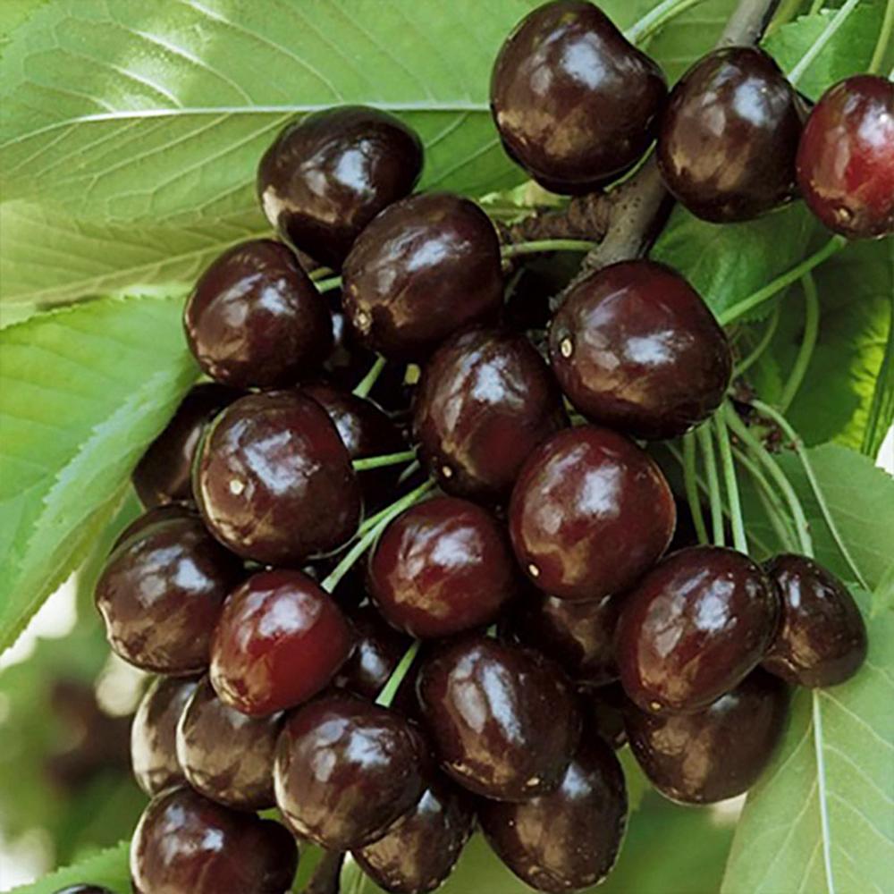 Cires Dulce (Prunus Avium) Kordia, cu fructe dulci rosii-inchis