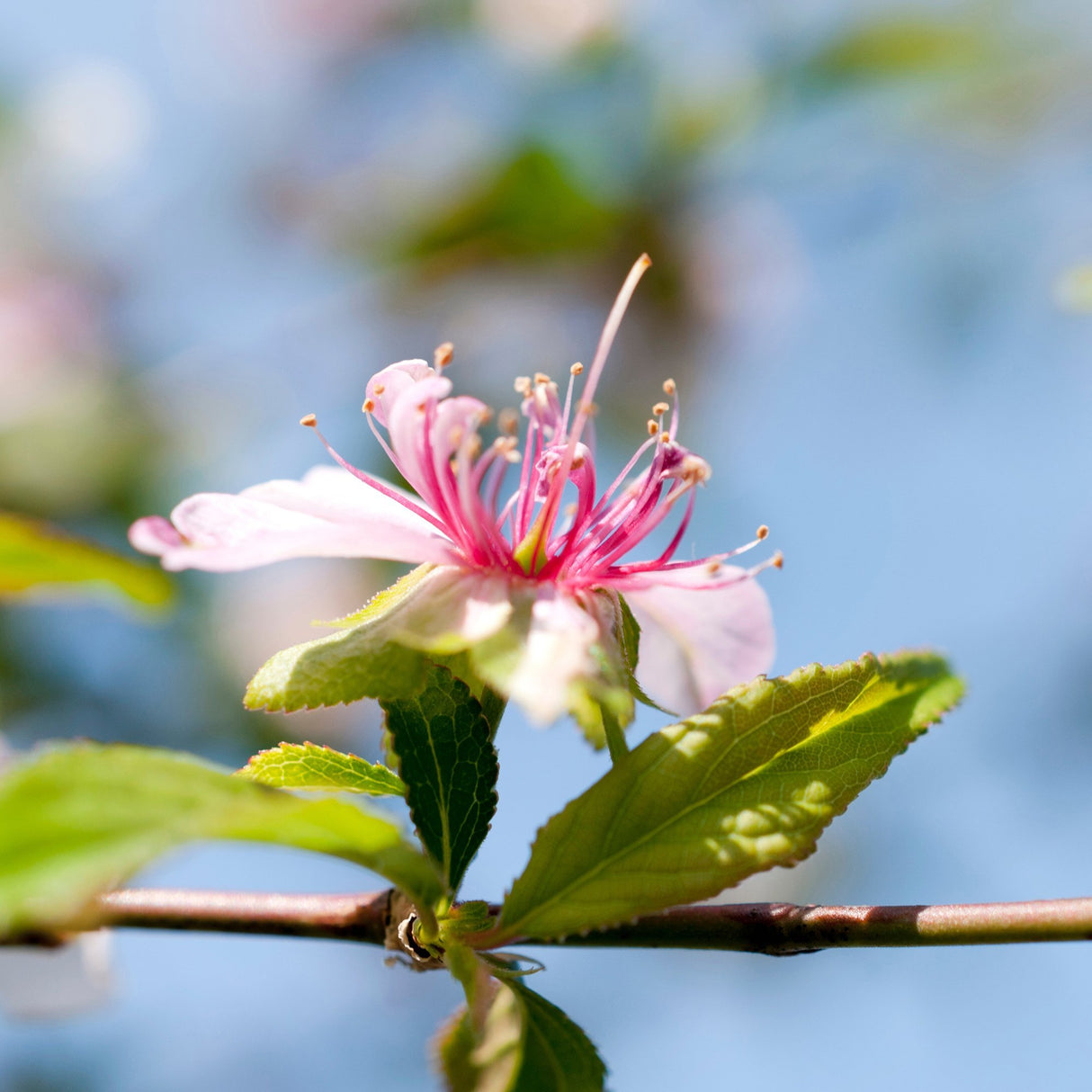 Cires Japonez Alba Plena