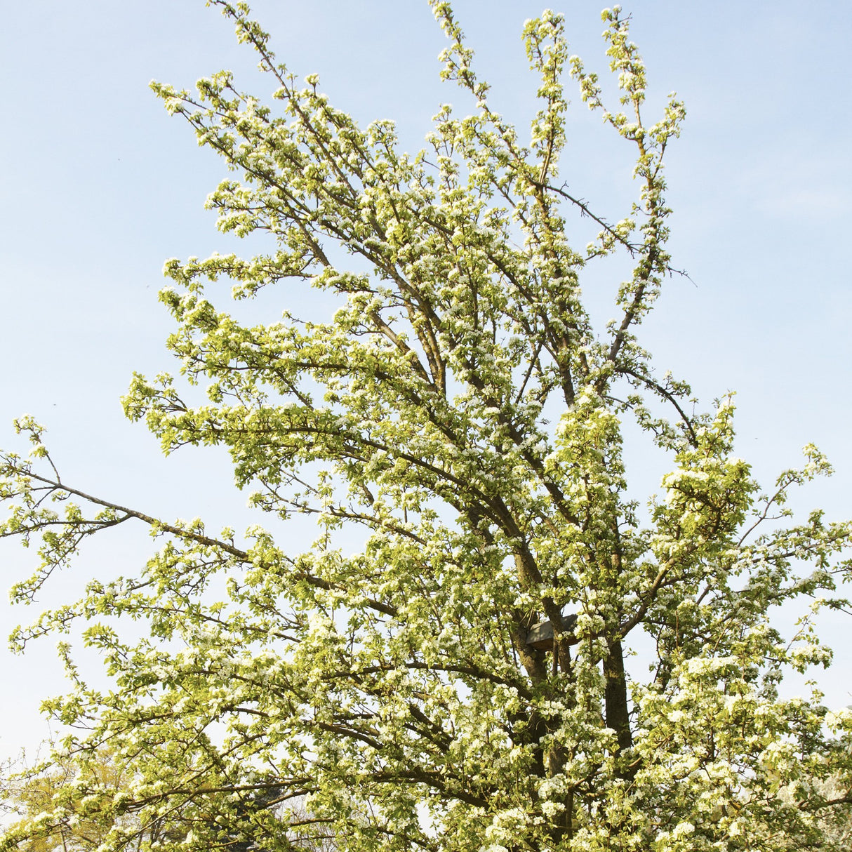 Cires Japonez Alba Plena
