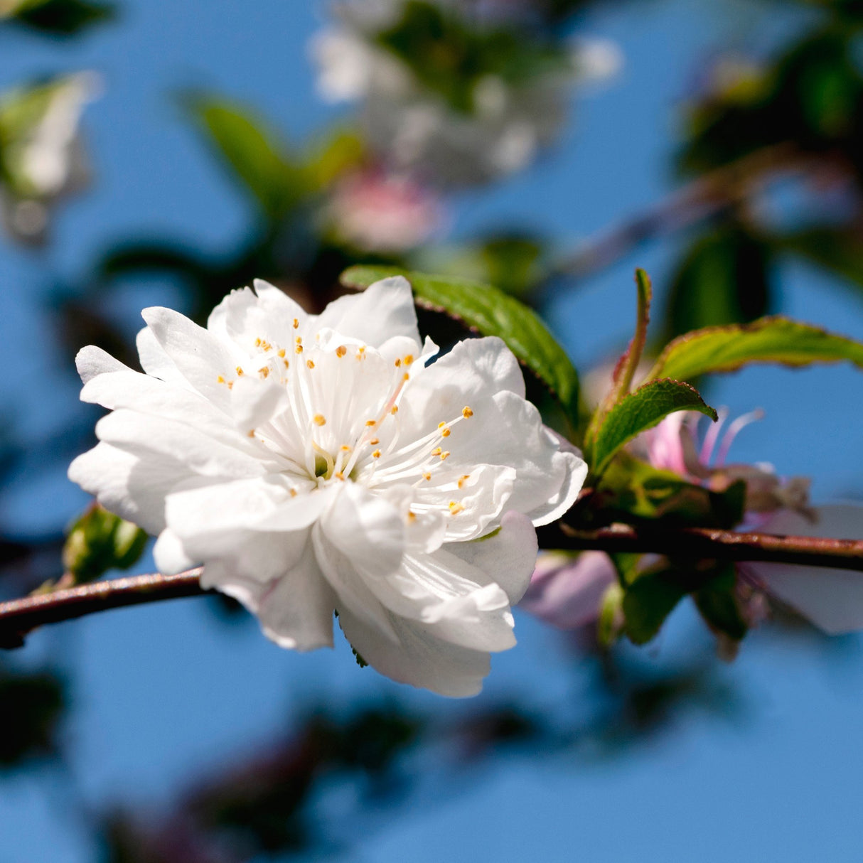 Cires Japonez Alba Plena