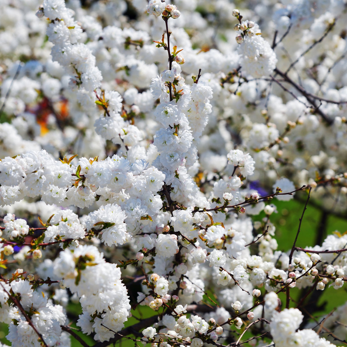 Cires Japonez Alba Plena