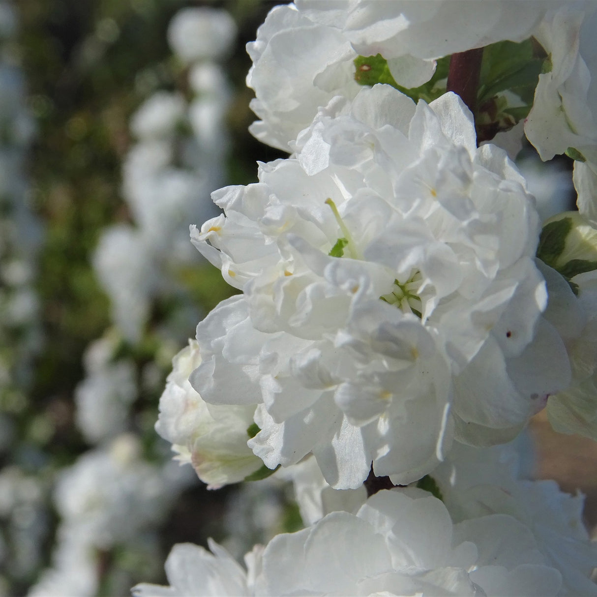 Cires Japonez Alba Plena
