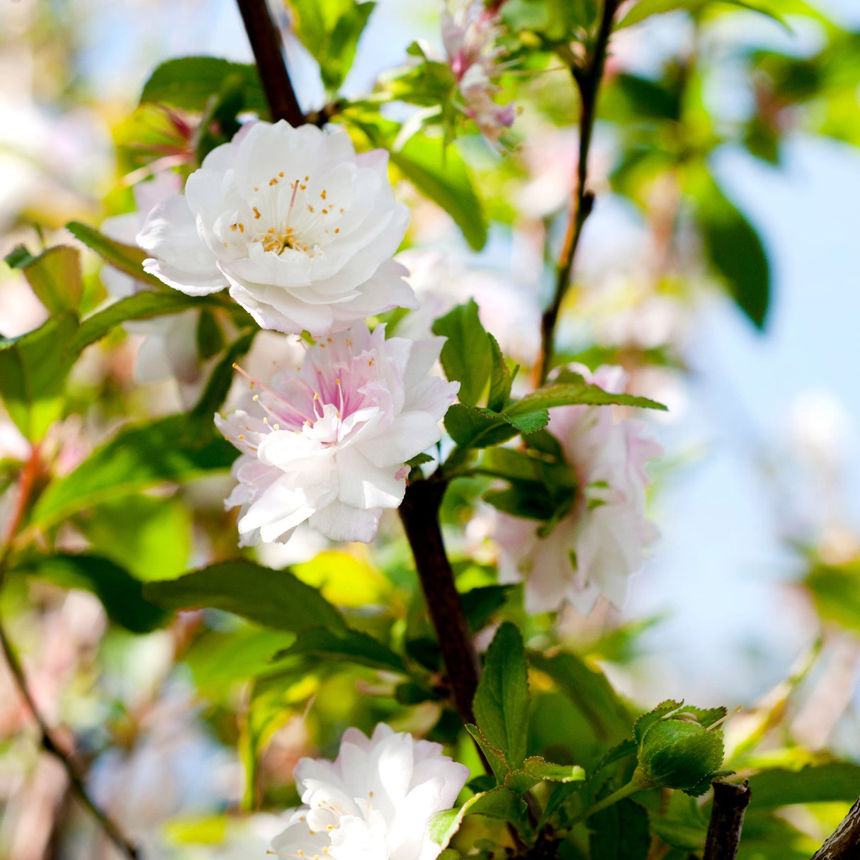 Cires Japonez Alba Plena