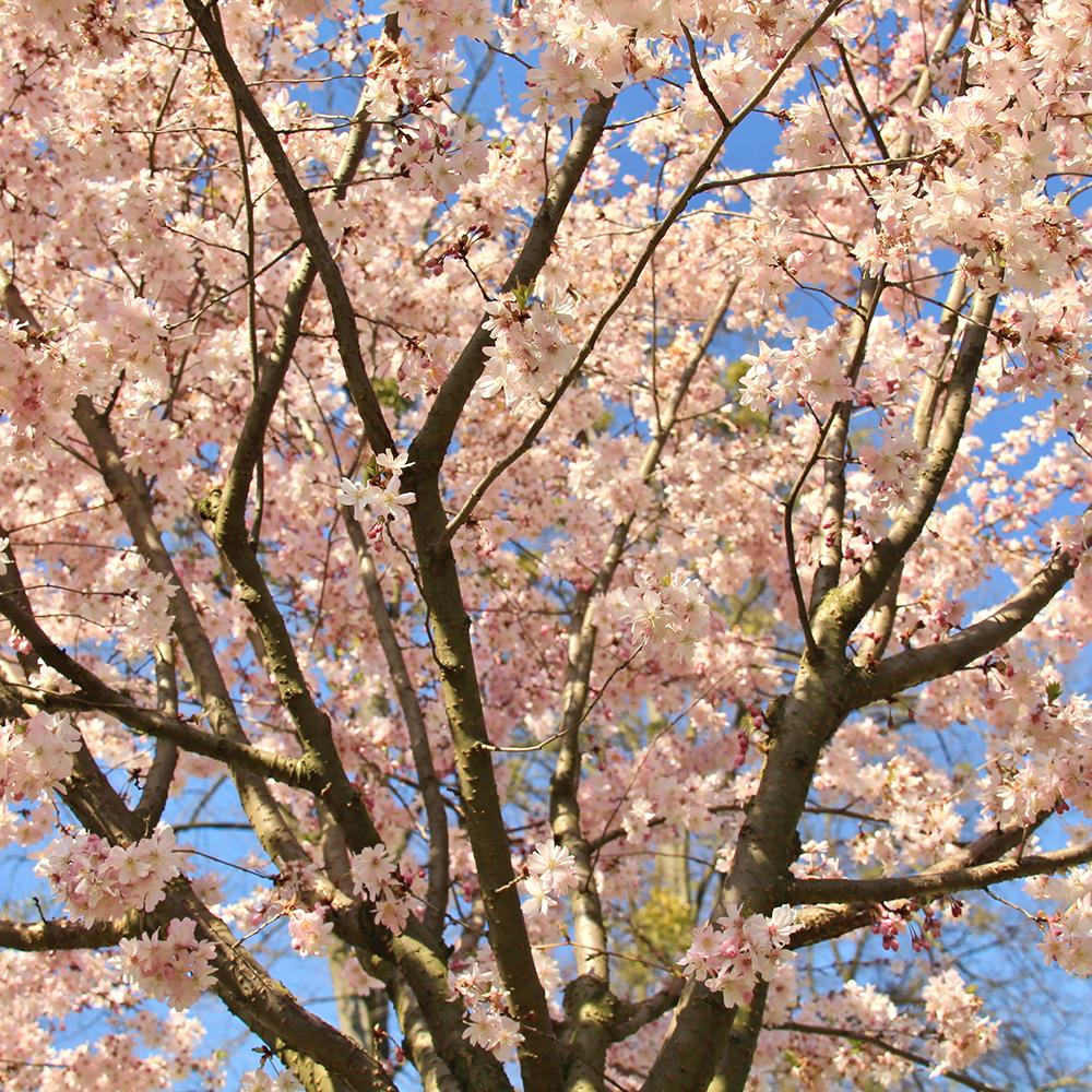 Cires Japonez Autumnalis Rosea, cu flori roz-pal