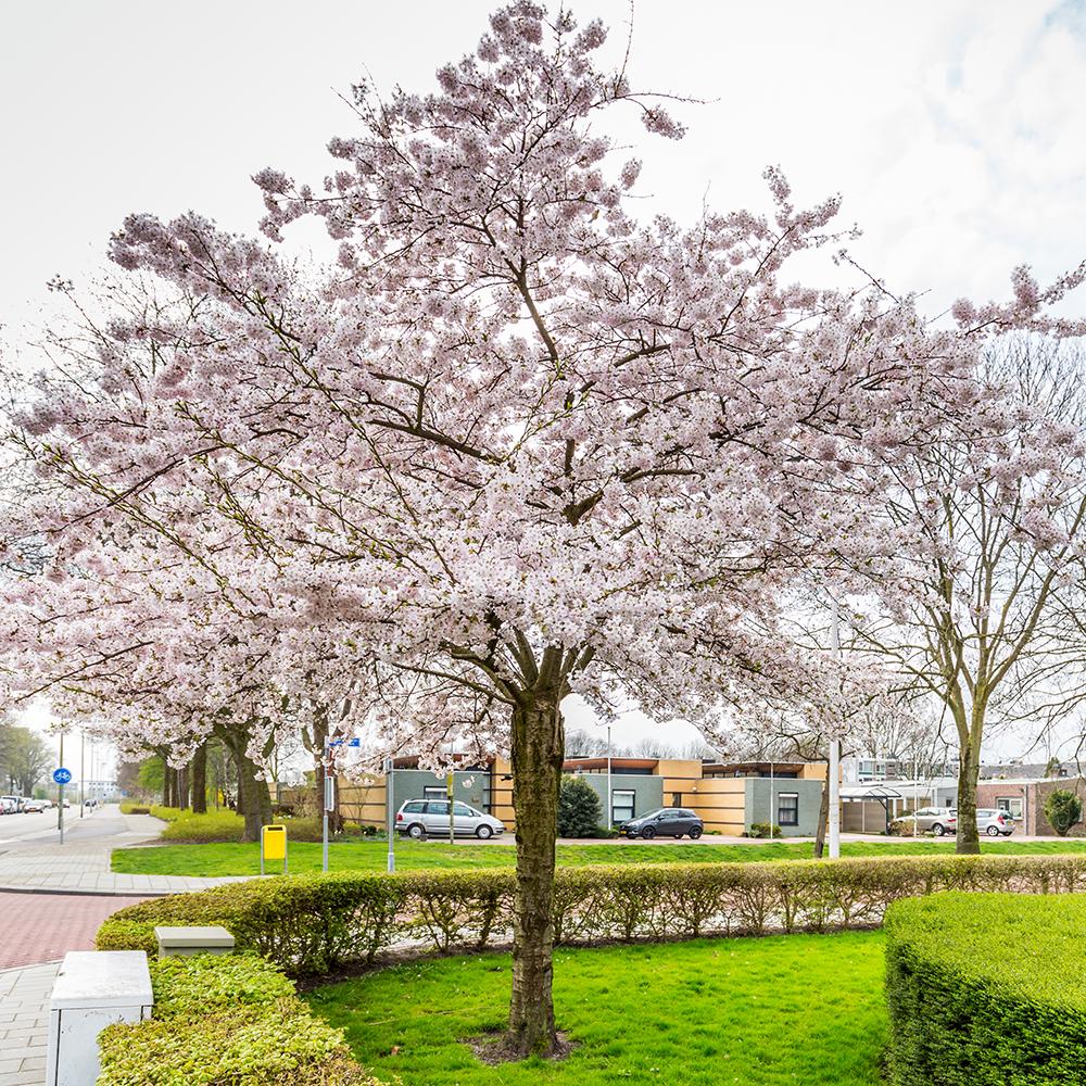 Cires Japonez Autumnalis Rosea, cu flori roz-pal