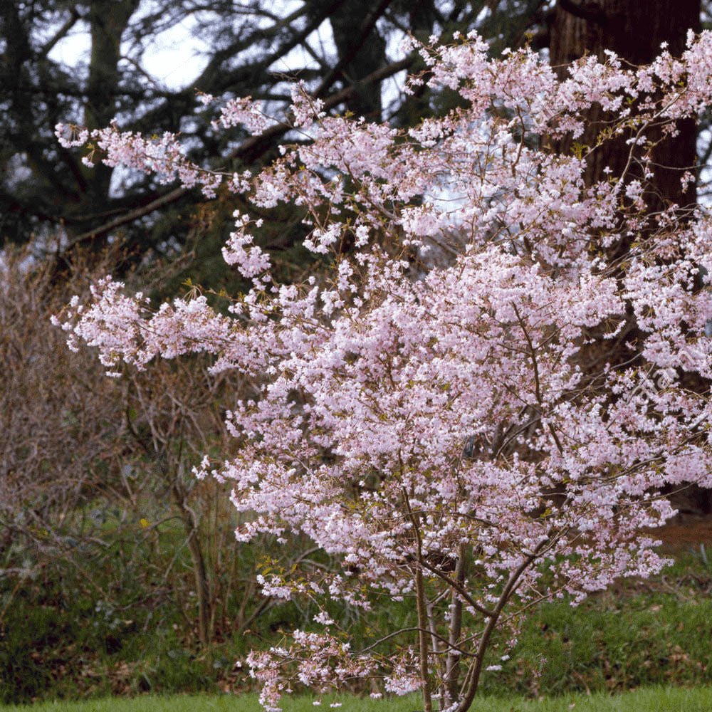 Cires Japonez Autumnalis Rosea, cu flori roz-pal