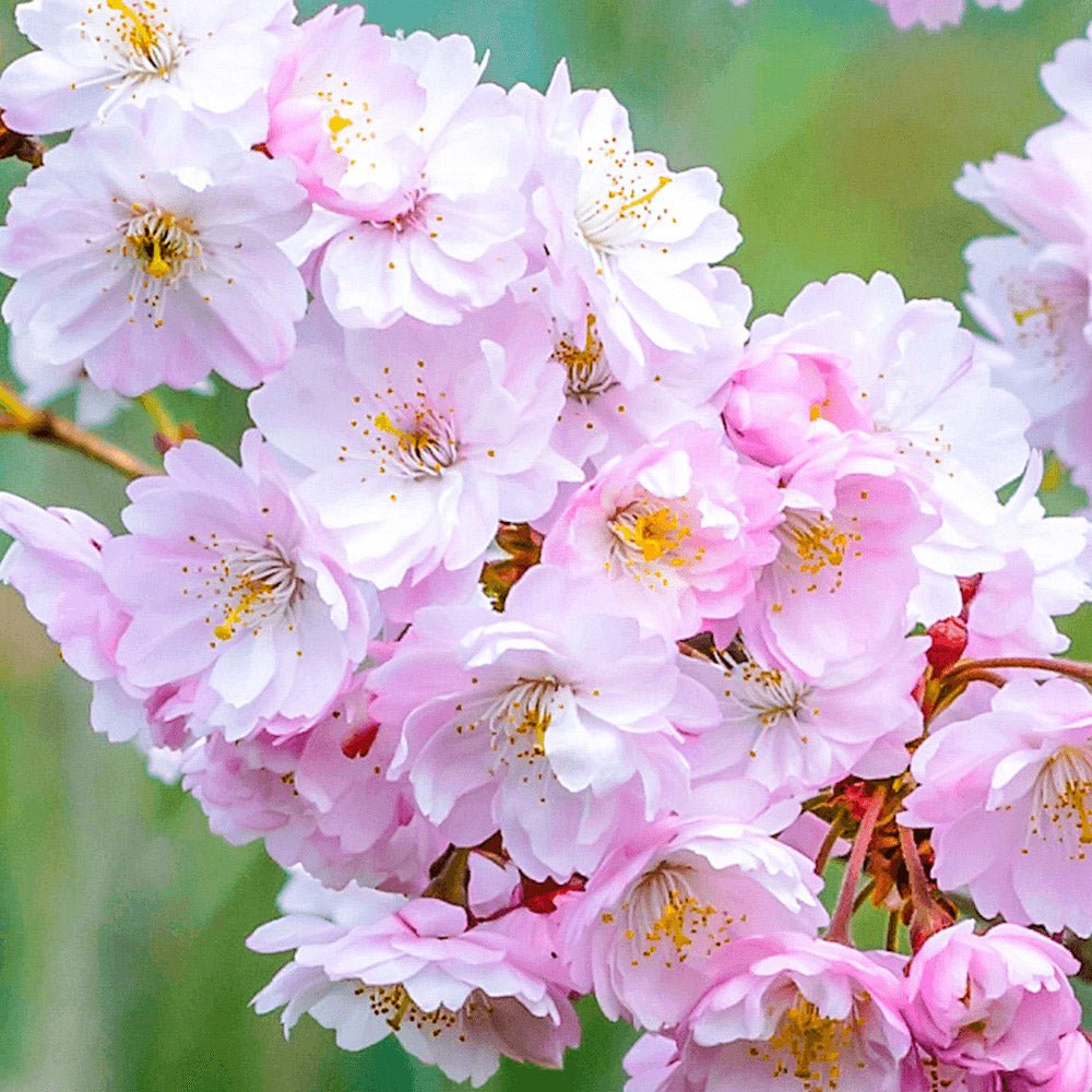 Cires Japonez Autumnalis Rosea, cu flori roz-pal