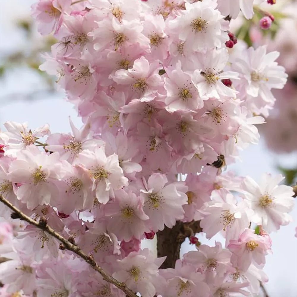 Cires Japonez Autumnalis Rosea, cu flori roz-pal