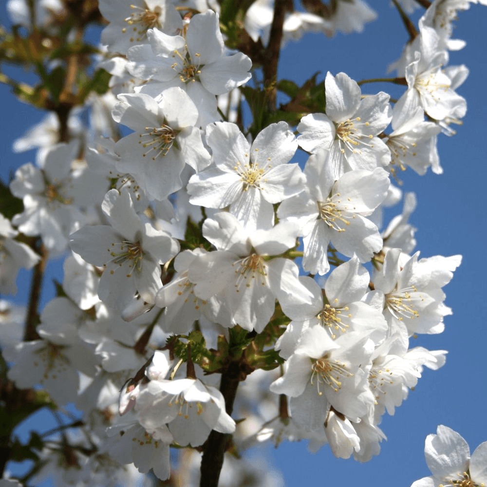 Cires Japonez alb Brillant, cu flori albe