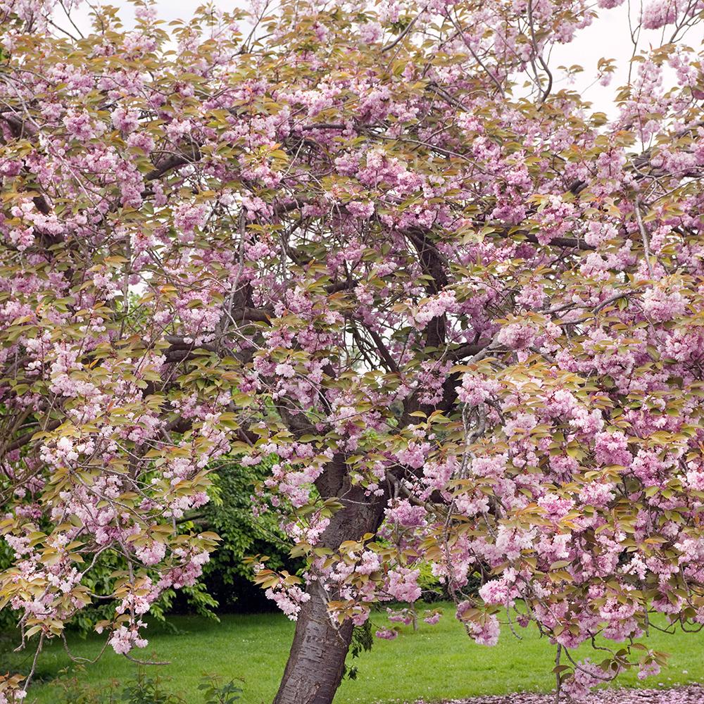 Cires Japonez roz Kanzan, cu flori roz-intens duble