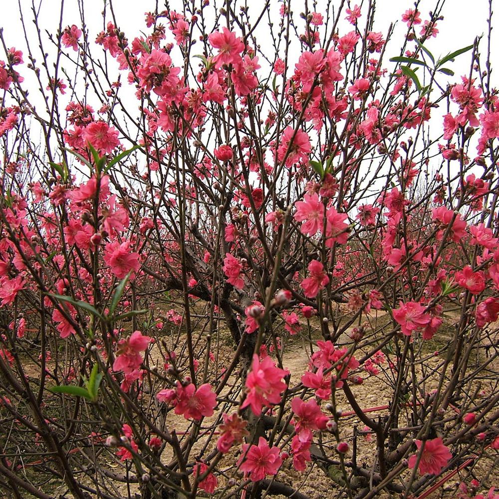 Piersic Ornamental Melred, cu flori rozi-inchis