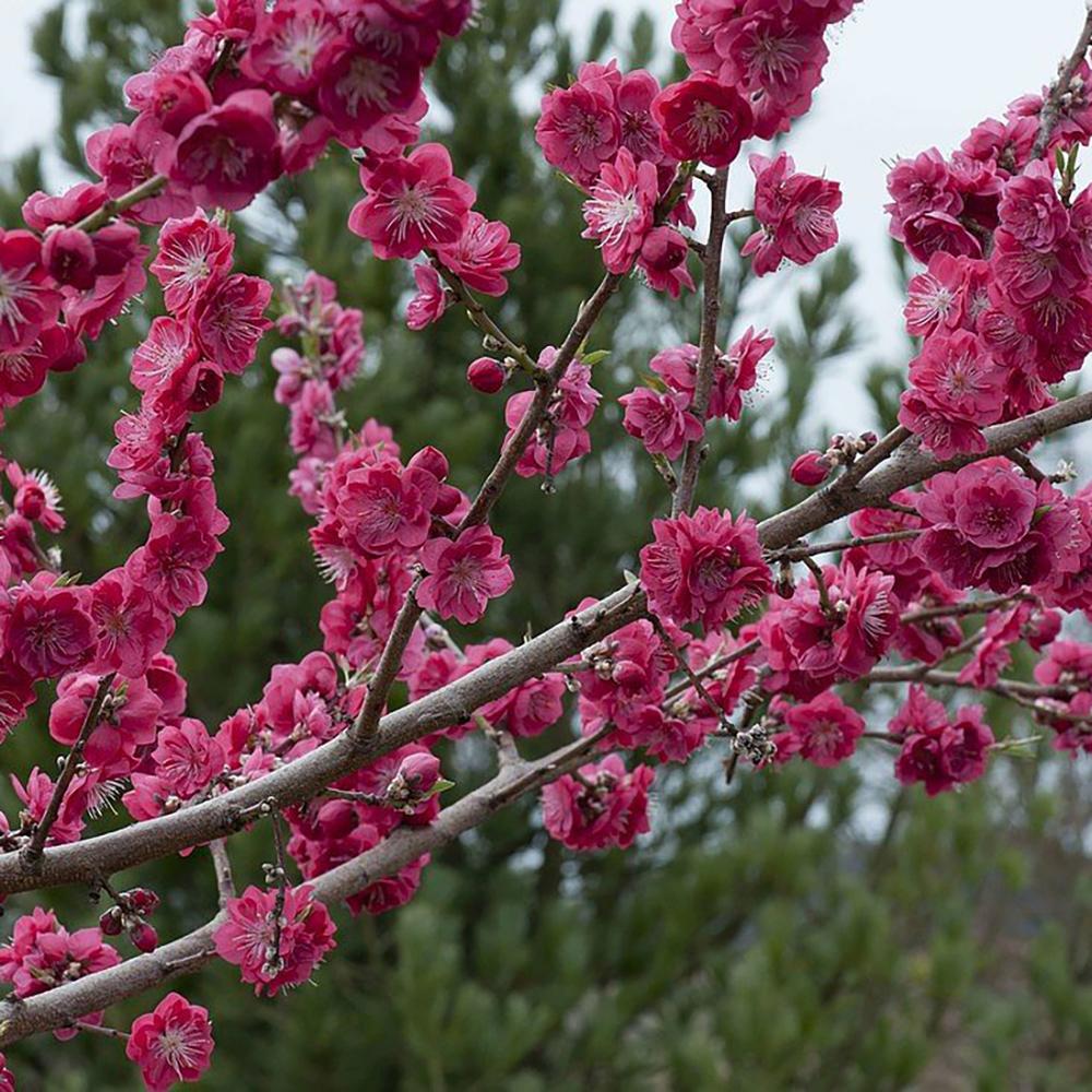 Piersic Ornamental Melred, cu flori rozi-inchis