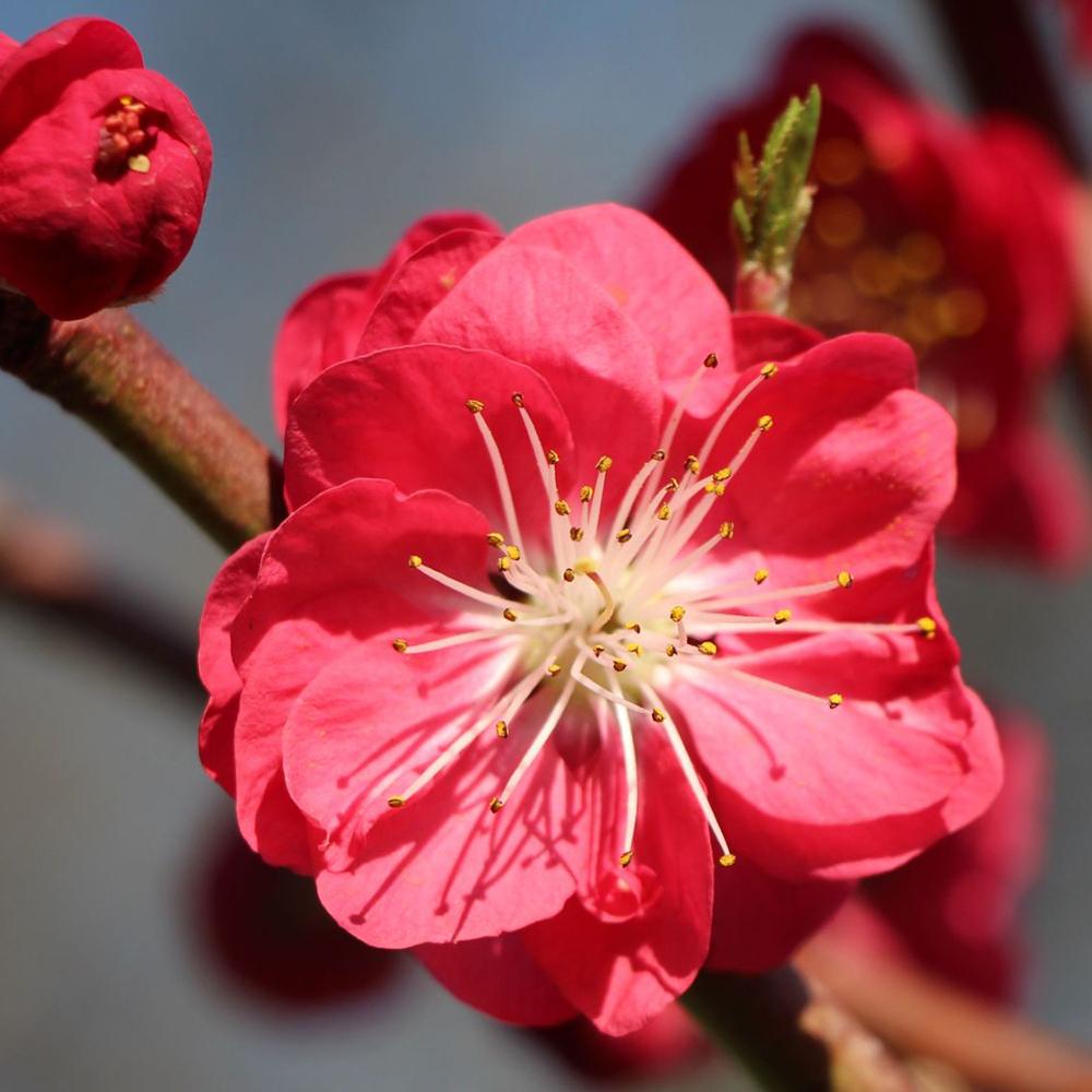 Piersic Ornamental Melred, cu flori rozi-inchis