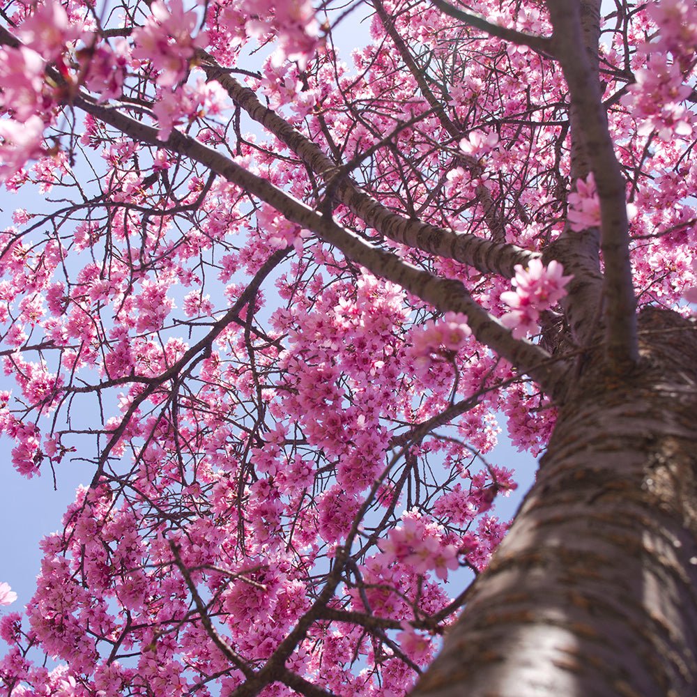 Cires Japonez Okame, cu flori roz intens