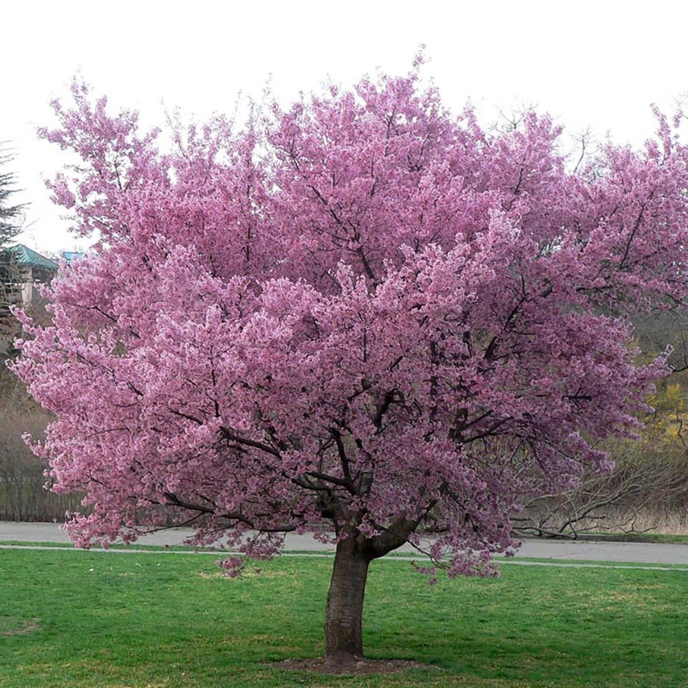 Cires Japonez Okame, cu flori roz intens