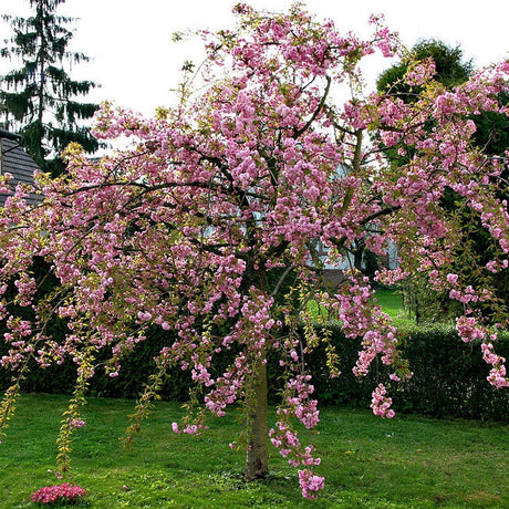 Cires Japonez plangator roz Kiku-Shidare-Zakura - VERDENA-Tulpina de 120 cm inaltime, livrat in ghiveci de 10 l