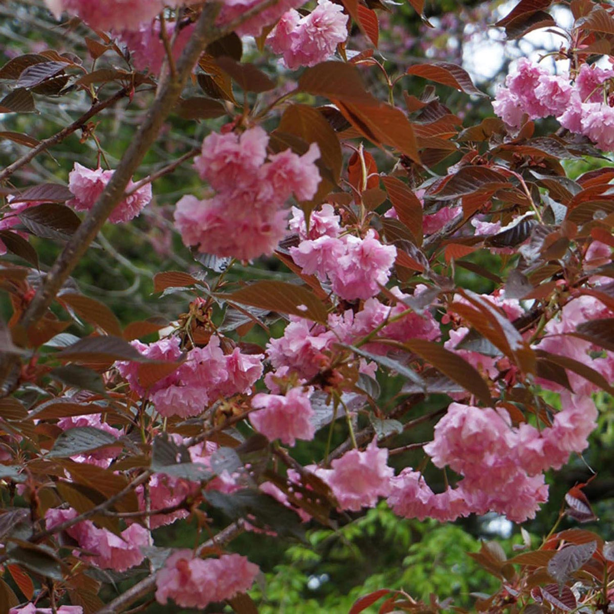 Cires Japonez Royal Burgundy, cu flori roz-albe si frunze burgundi