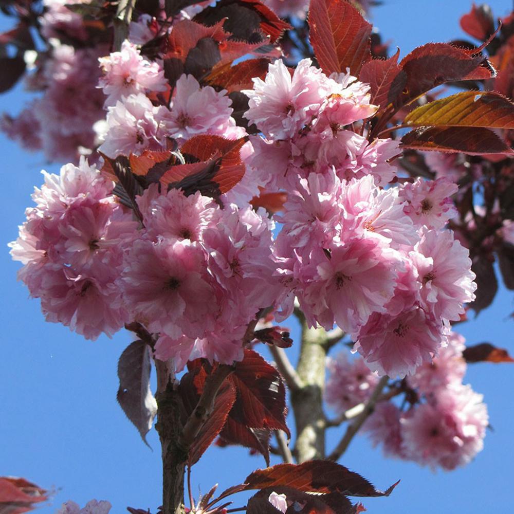 Cires Japonez Royal Burgundy, cu flori roz-albe si frunze burgundi