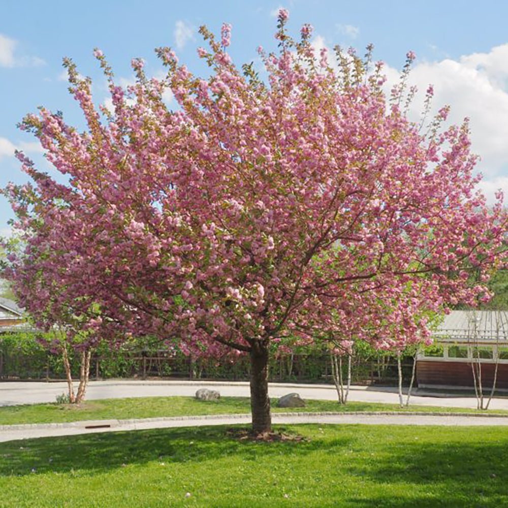 Cires Japonez Royal Burgundy, cu flori roz-albe si frunze burgundi