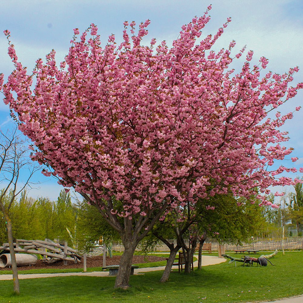 Cires Japonez Royal Burgundy, cu flori roz-albe si frunze burgundi