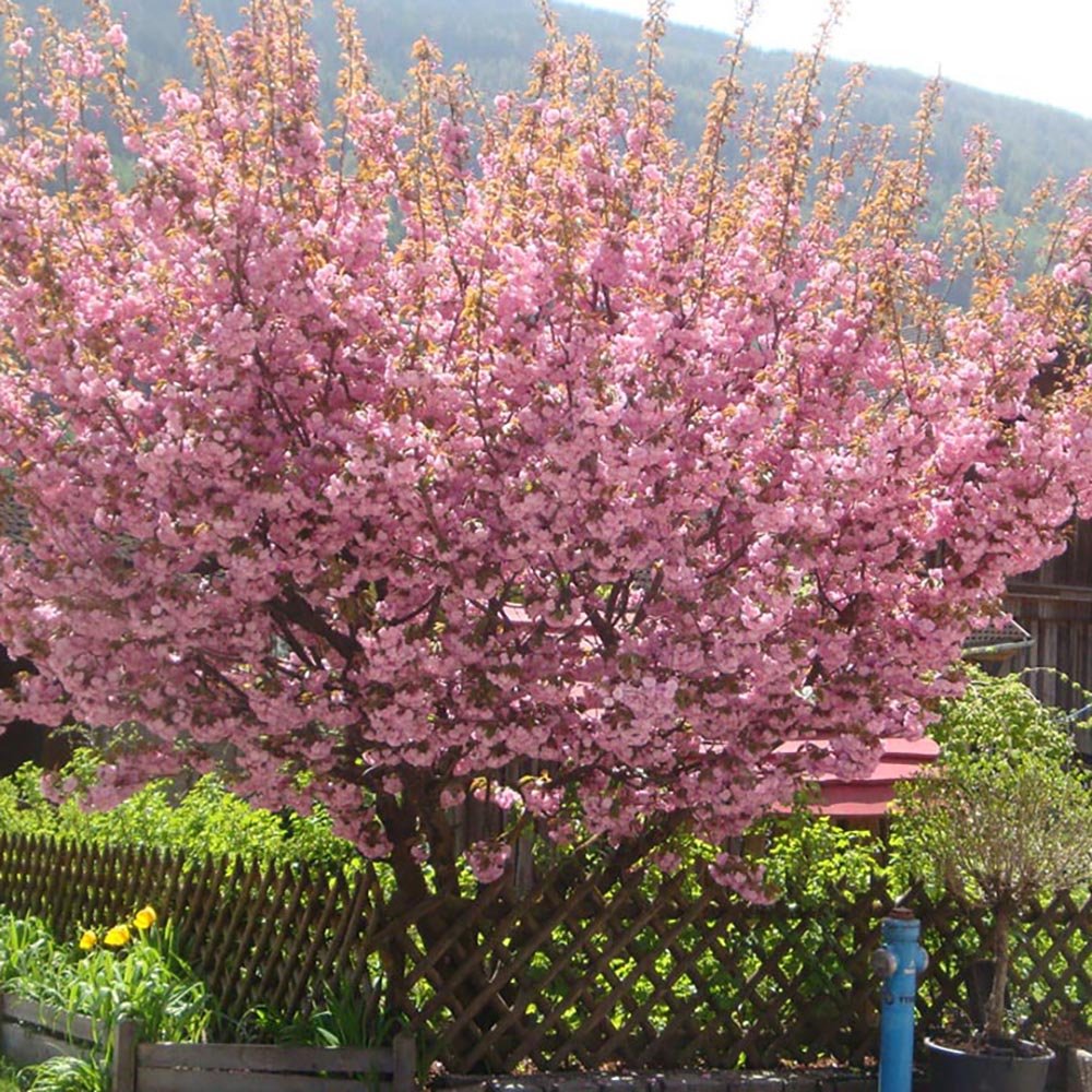 Cires Japonez Royal Burgundy, cu flori roz-albe si frunze burgundi