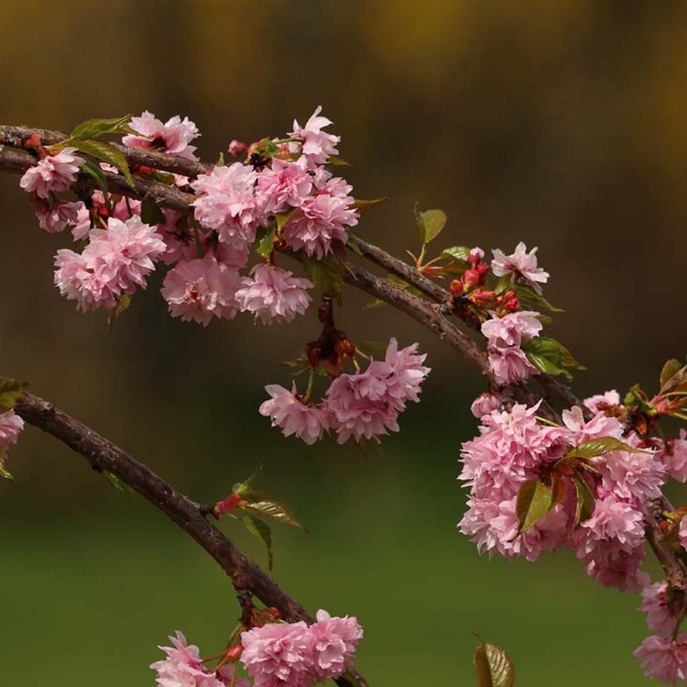 Cires Japonez Royal Burgundy, cu flori roz-albe si frunze burgundi