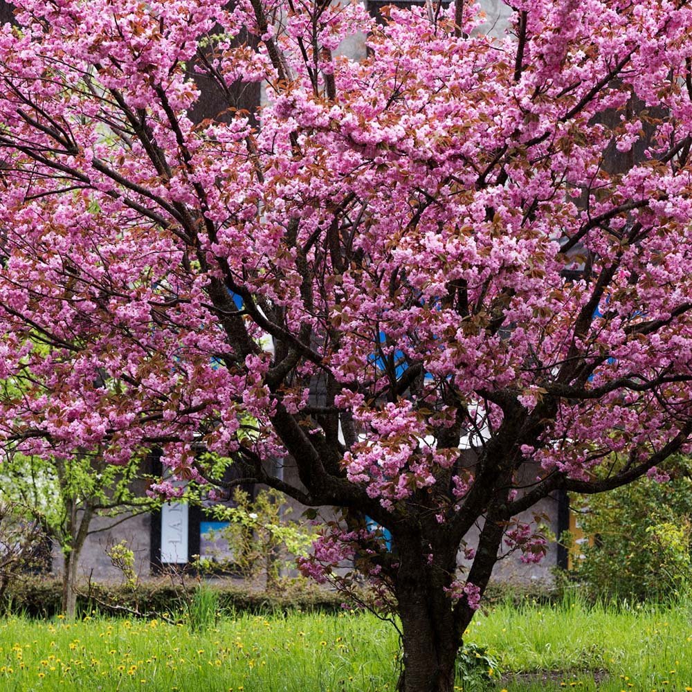 Cires Japonez Royal Burgundy, cu flori roz-albe si frunze burgundi