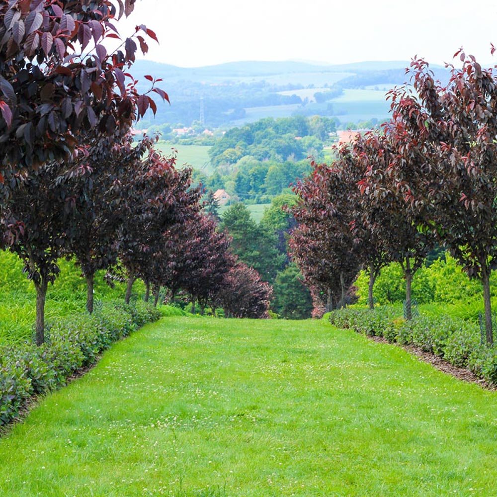 Cires Japonez Royal Burgundy, cu flori roz-albe si frunze burgundi