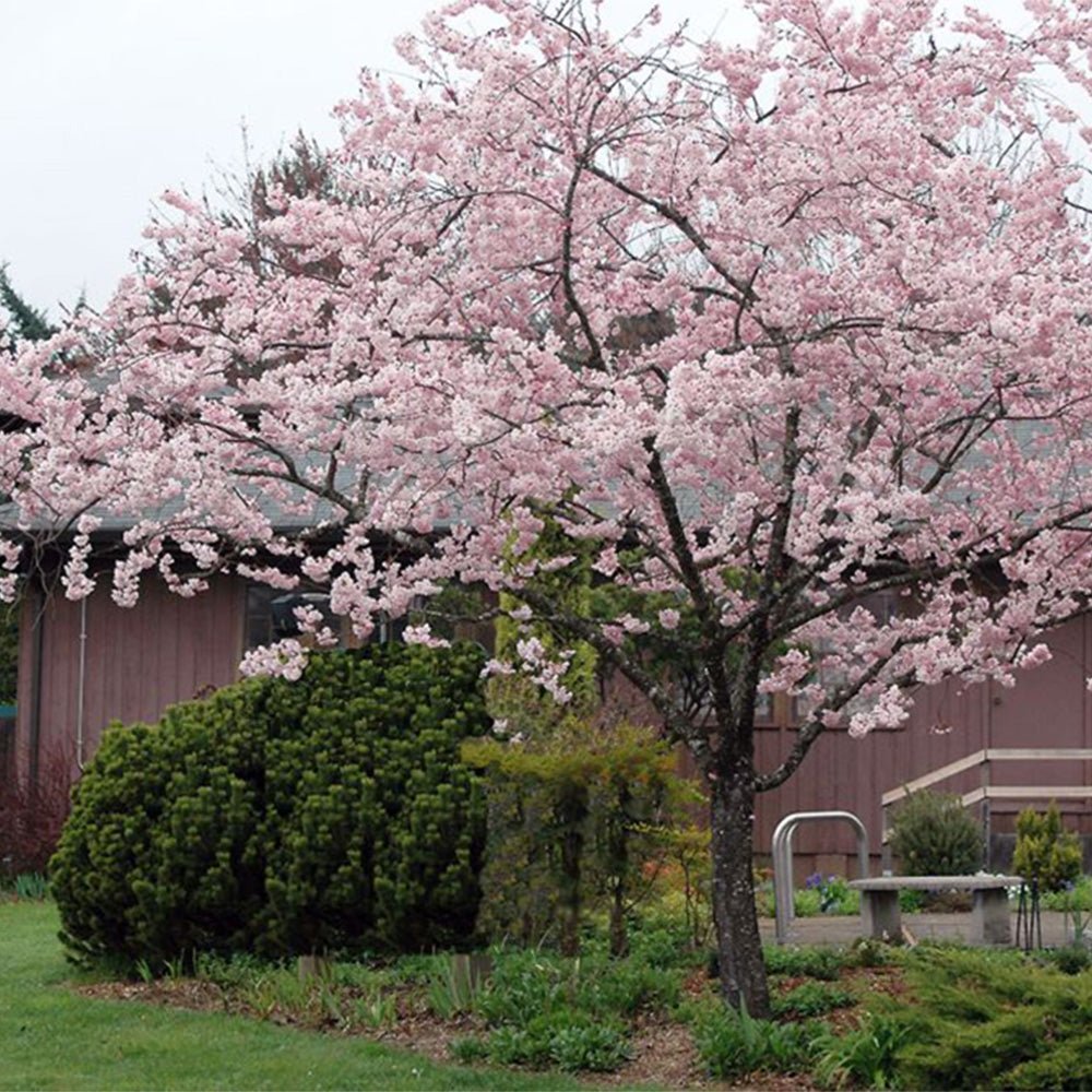 Cires Japonez Accolade, cu flori roz semi-duble