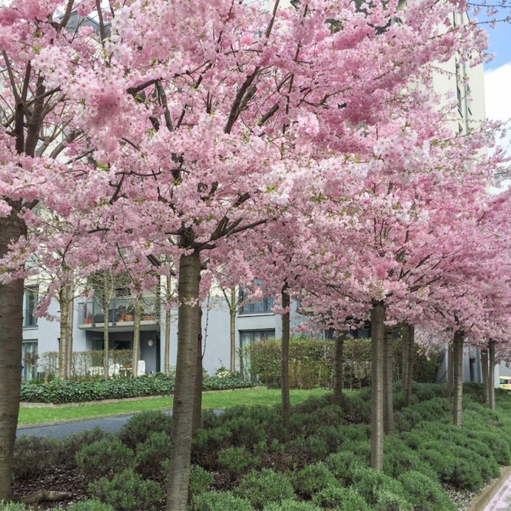 Cires Japonez Accolade, cu flori roz semi-duble