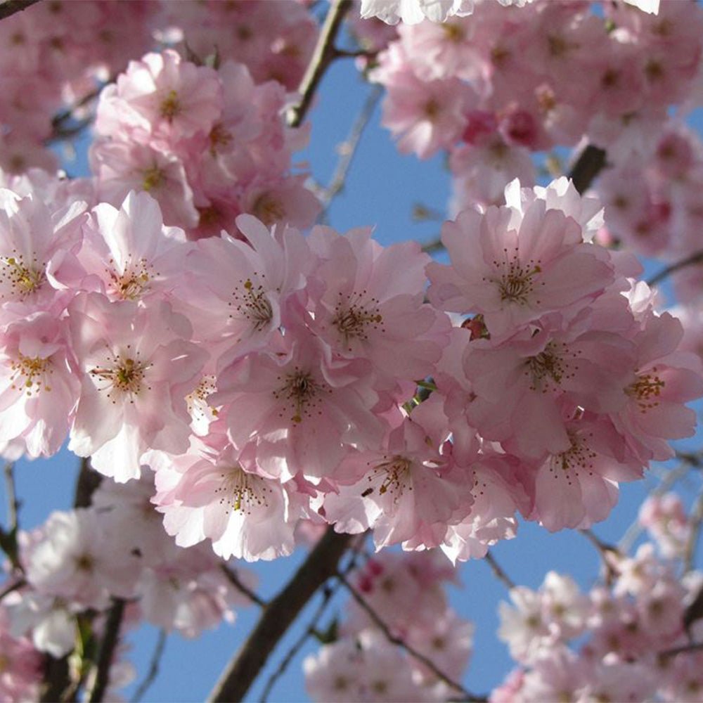 Cires Japonez Accolade, cu flori roz semi-duble