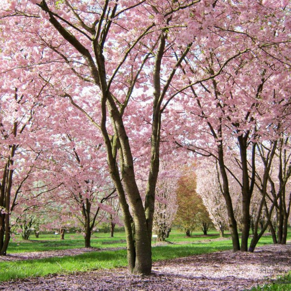 Cires Japonez Accolade, cu flori roz semi-duble