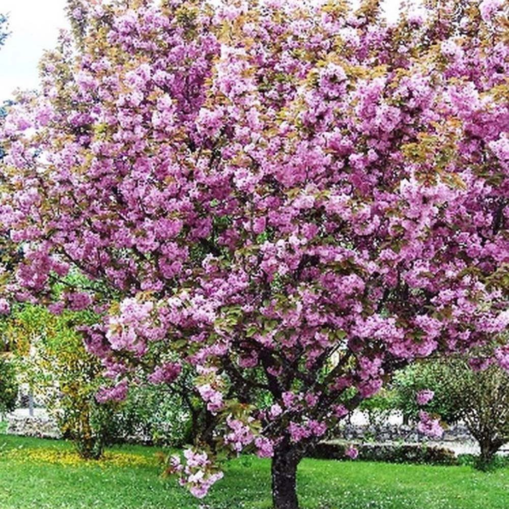 Cires Japonez roz Kanzan, cu flori roz-intens duble