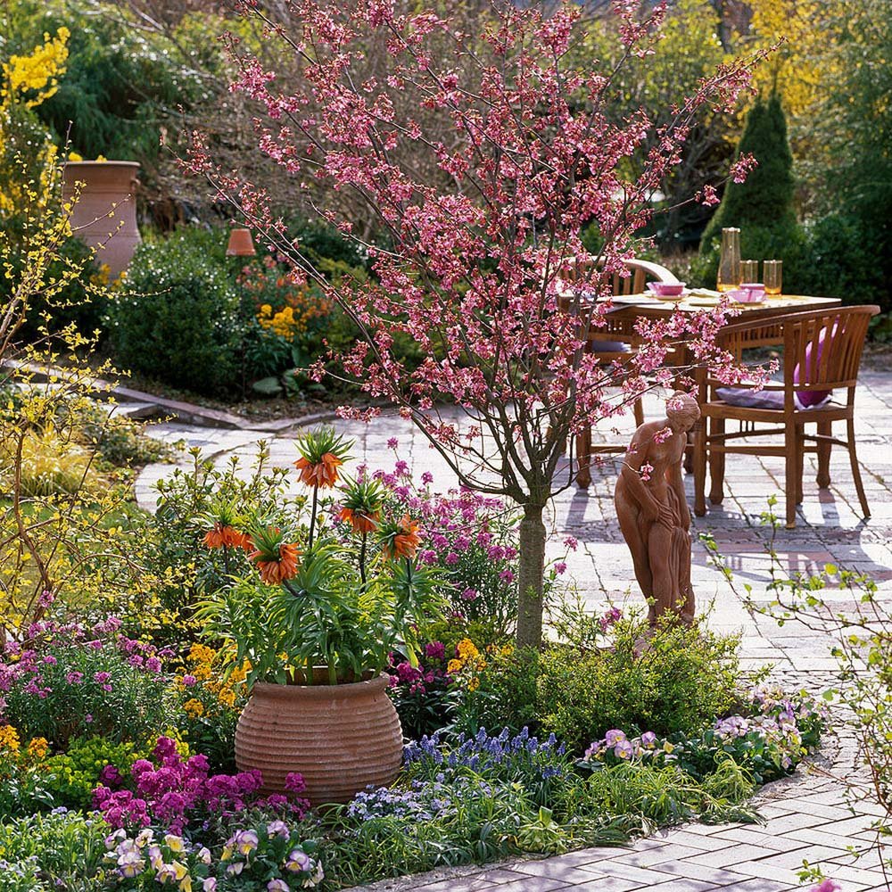 Cires Japonez roz Ruby, cu flori roz-rubiniu