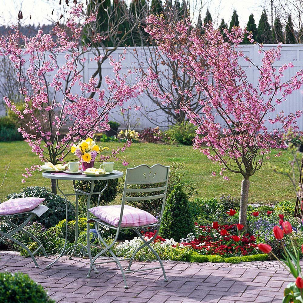 Cires Japonez roz Ruby, cu flori roz-rubiniu