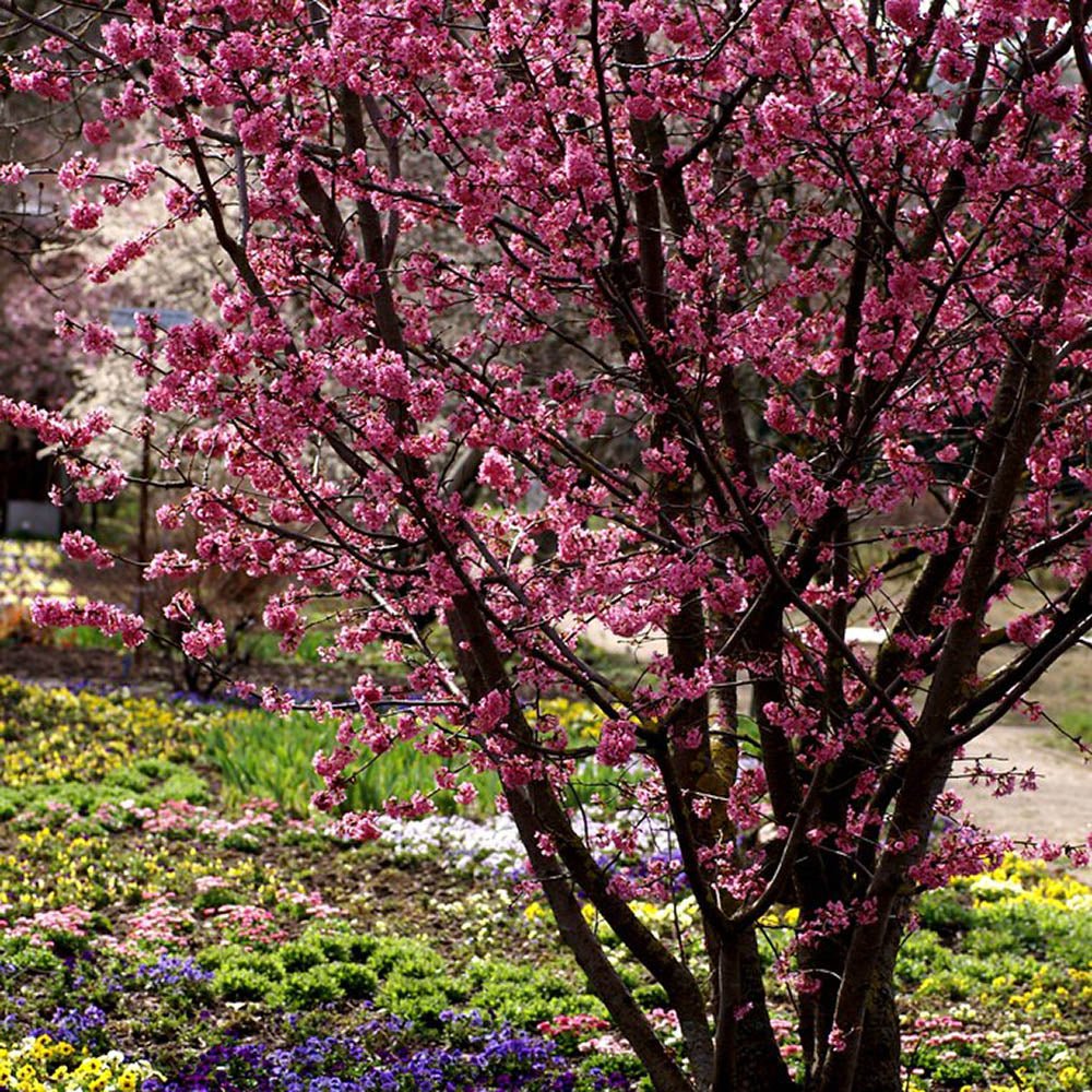 Cires Japonez roz Ruby, cu flori roz-rubiniu