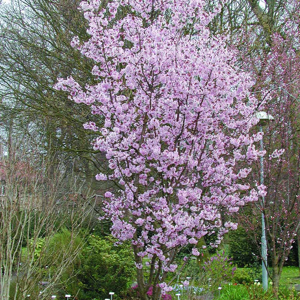 Cires Japonez roz Ruby, cu flori roz-rubiniu
