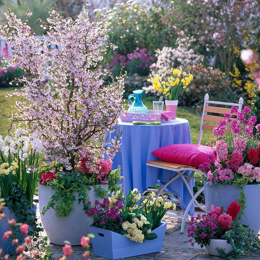 Cires Japonez roz Ruby, cu flori roz-rubiniu