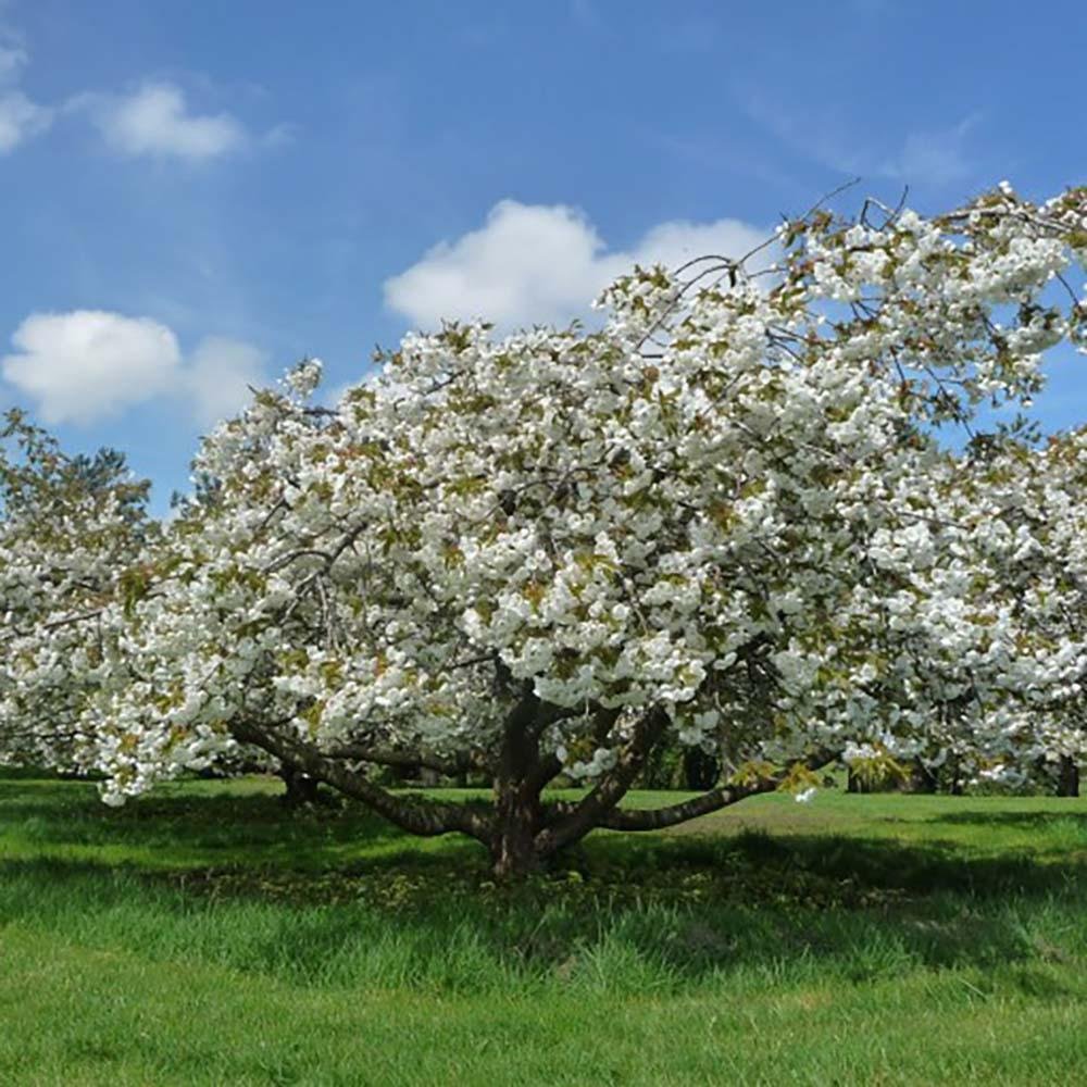 Cires Japonez Shirotae, cu flori roz-alb