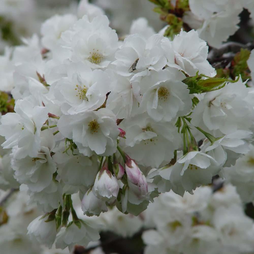 Cires Japonez Shirotae, cu flori roz-alb