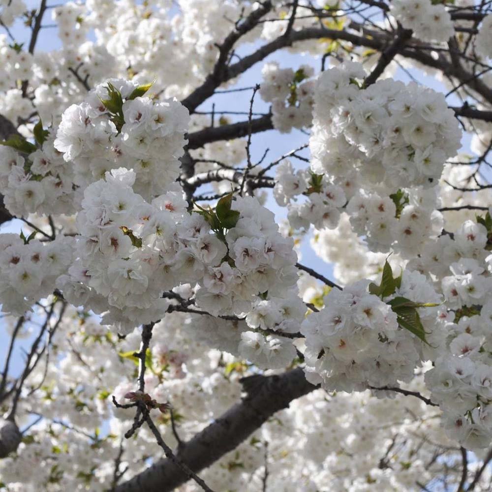 Cires Japonez Shirotae, cu flori roz-alb