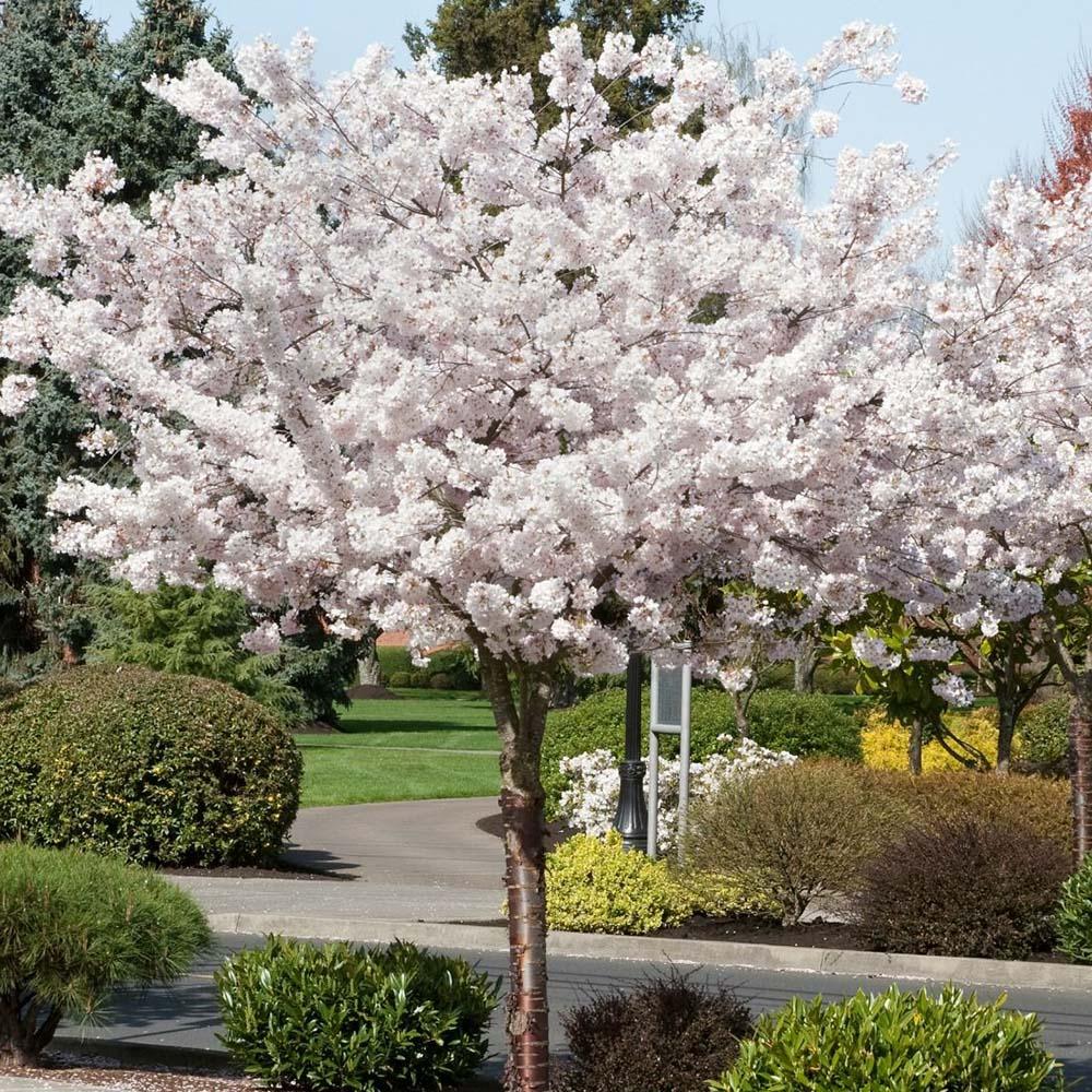 Cires Japonez Shirotae, cu flori roz-alb