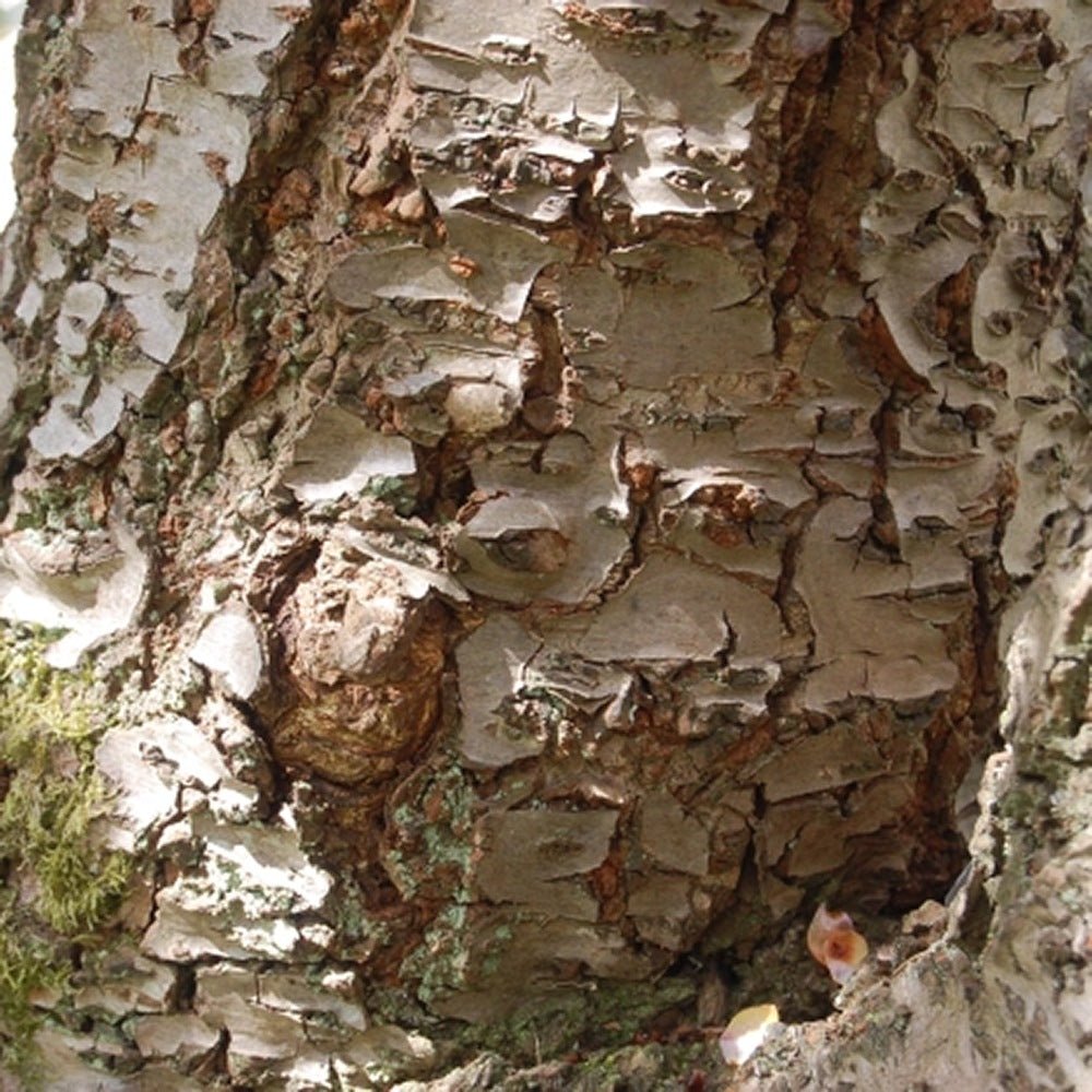 Cires Japonez Shirotae, cu flori roz-alb