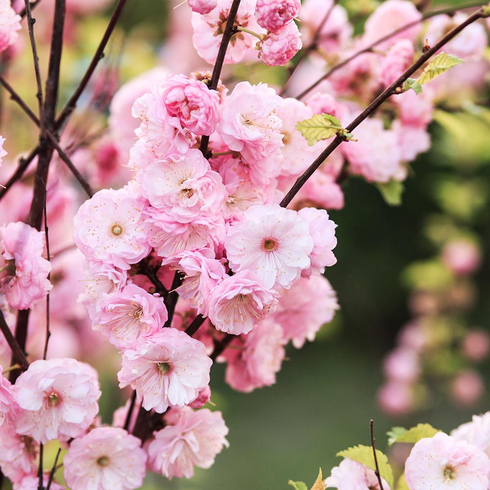 Cires Japonez Triloba, cu flori duble roz-pal