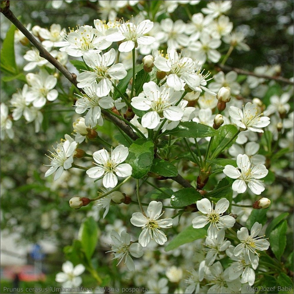 Cires Ornamental Globular Umbraculifera, cu flori albe